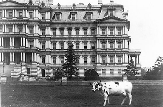 Picture 7 of Special pets have been raised in the White House