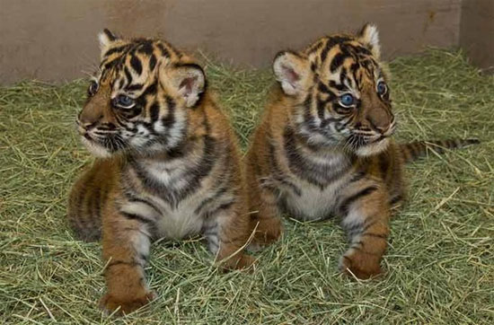 Picture 9 of Special pets have been raised in the White House