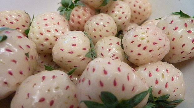 Picture 9 of Special types of hybrid fruits