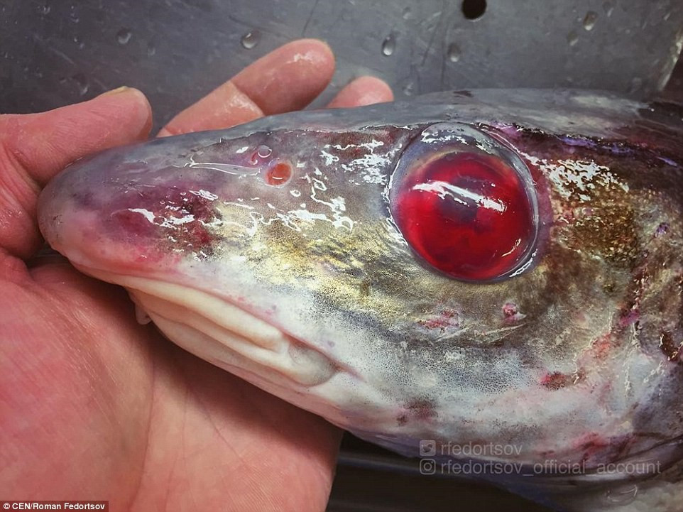 Picture 1 of Specialized Russian fisherman