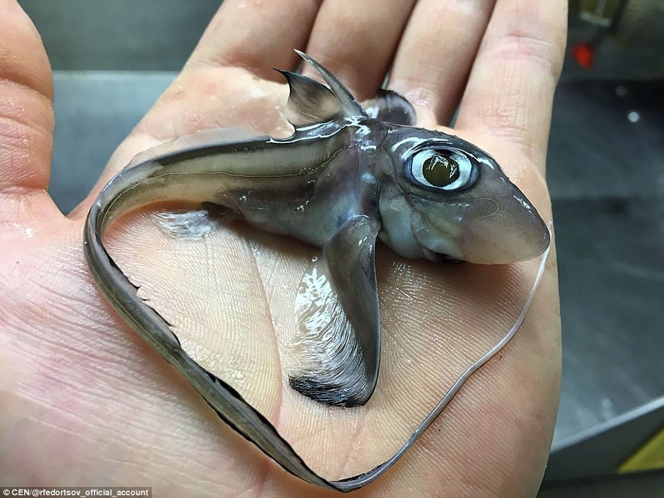 Picture 11 of Specialized Russian fisherman