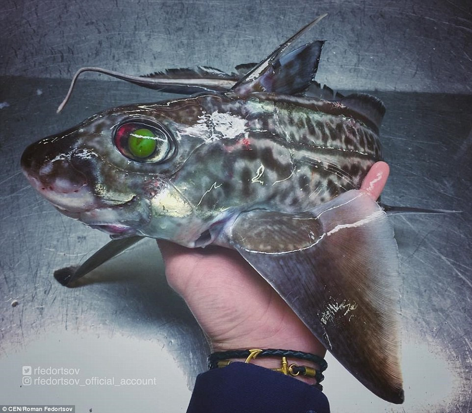 Picture 12 of Specialized Russian fisherman