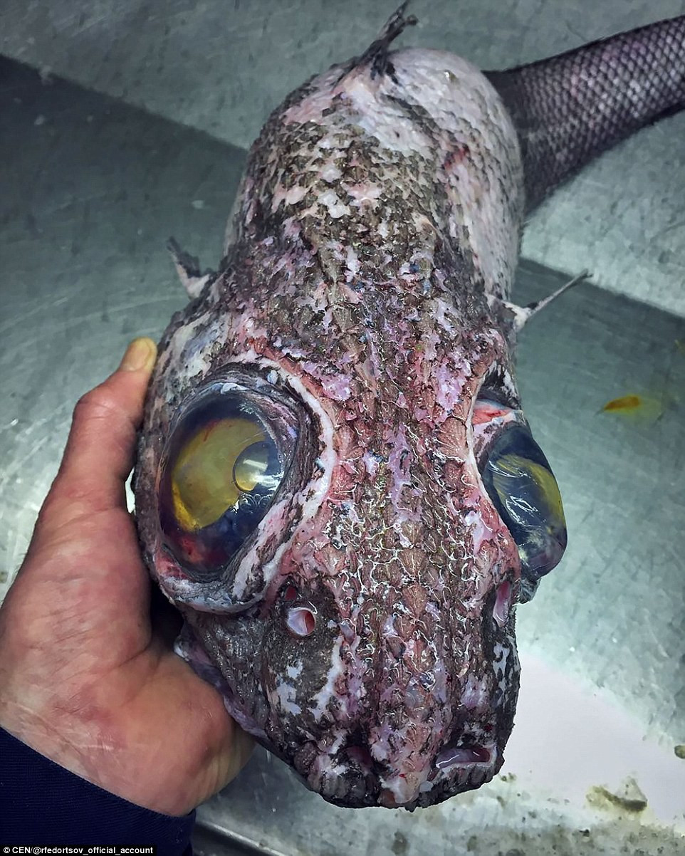 Picture 14 of Specialized Russian fisherman