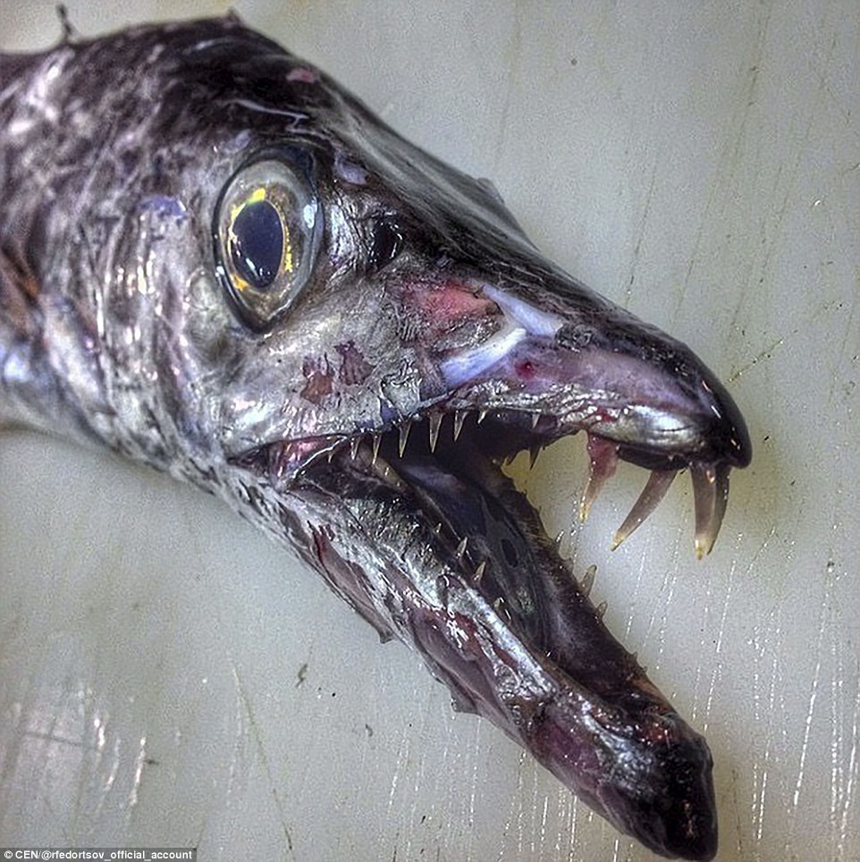 Picture 15 of Specialized Russian fisherman