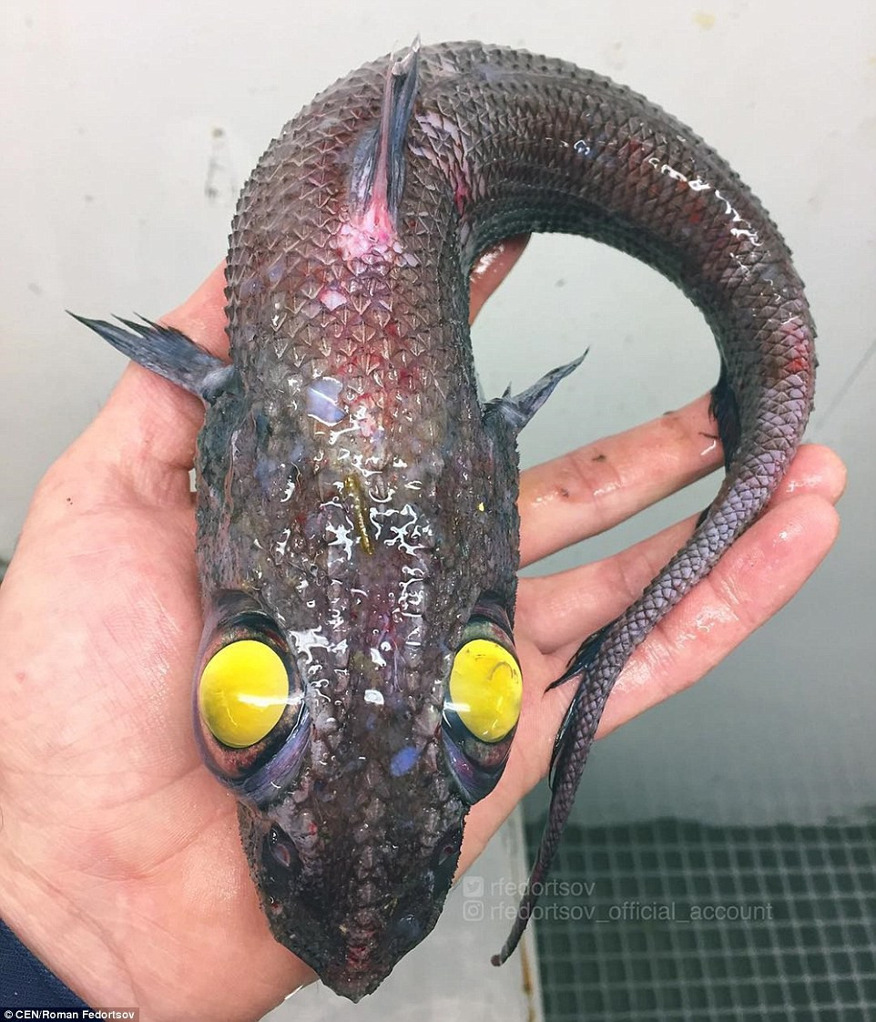 Picture 16 of Specialized Russian fisherman