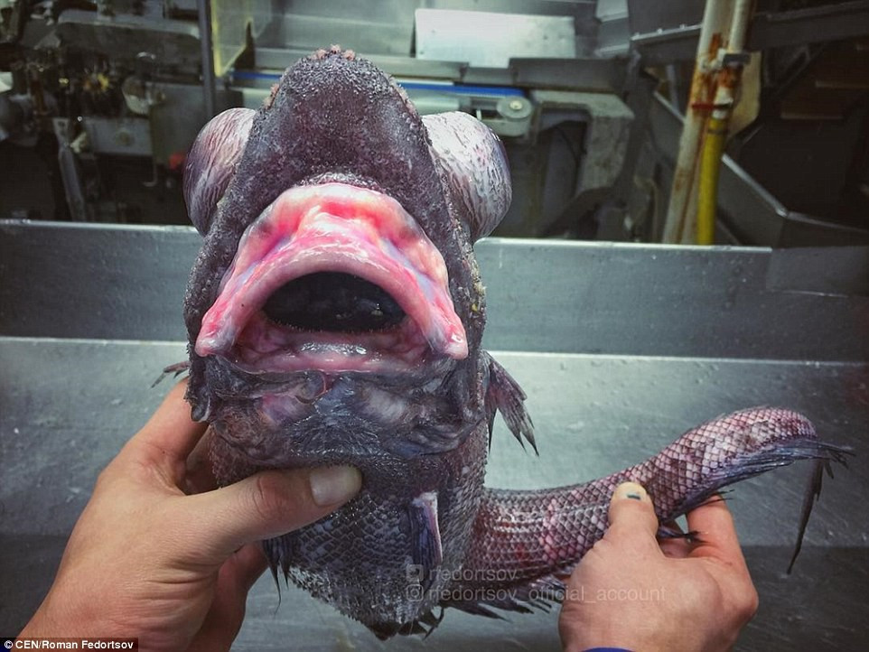Picture 2 of Specialized Russian fisherman