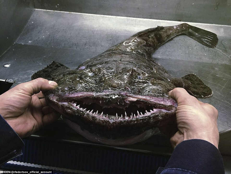 Picture 3 of Specialized Russian fisherman