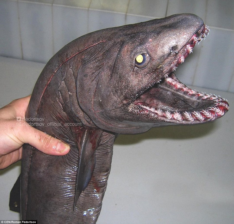 Picture 5 of Specialized Russian fisherman