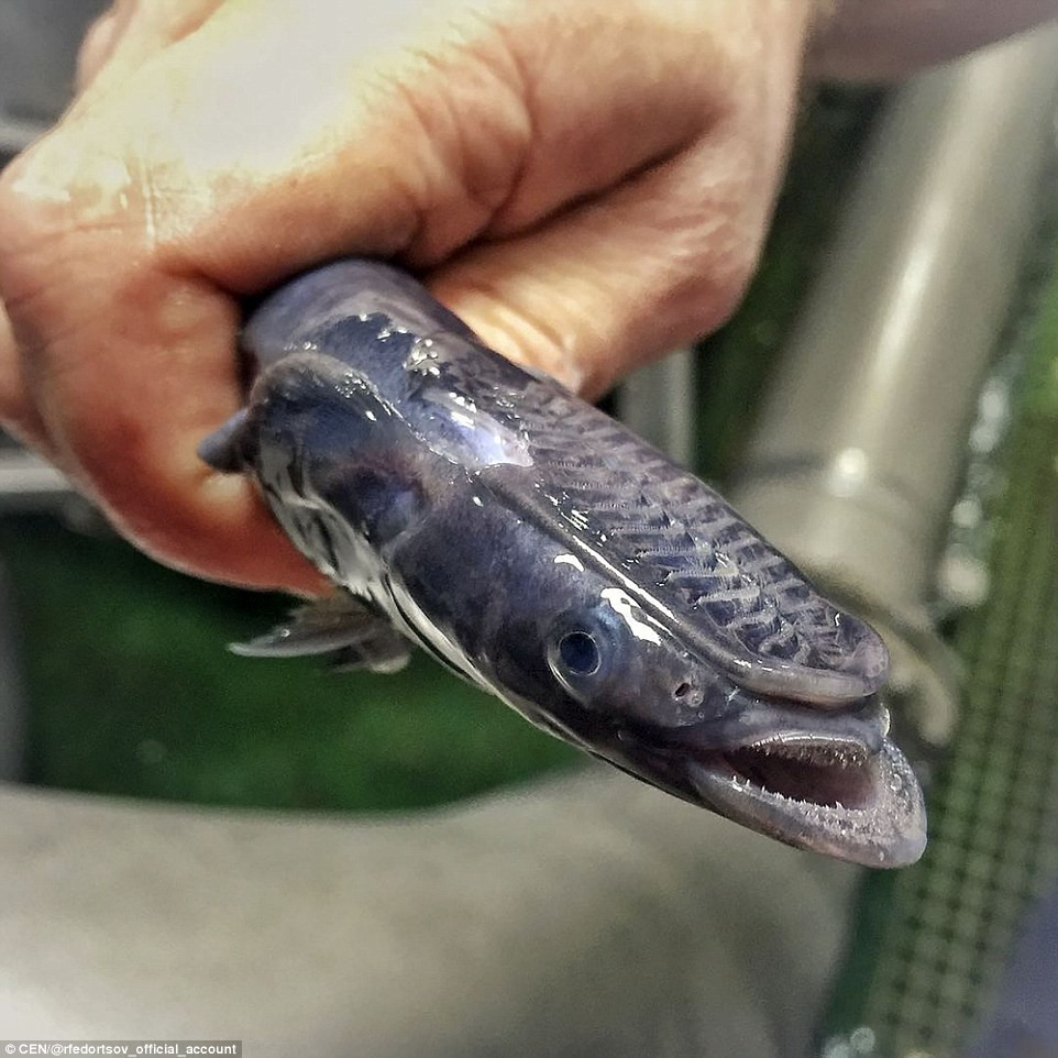 Picture 9 of Specialized Russian fisherman