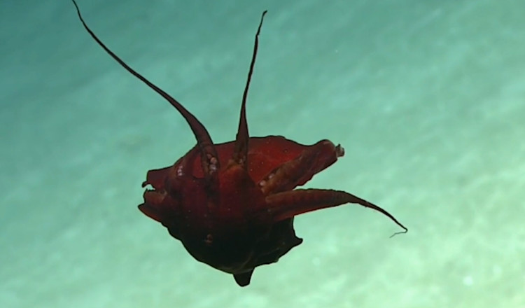 Picture 1 of Species are bloody red in the depths of thousands of meters