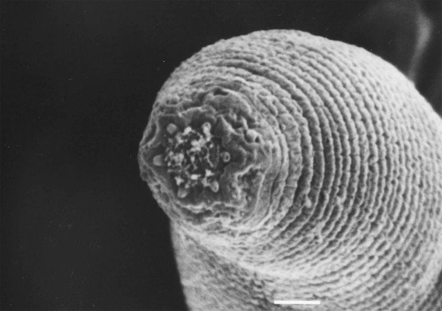 Picture 2 of Species hide thousands of years deep in the Earth's heart