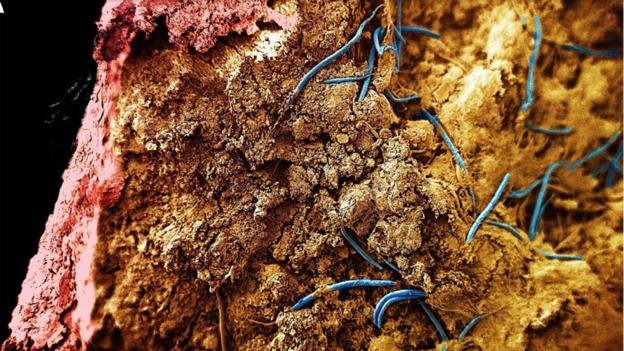 Picture 3 of Species hide thousands of years deep in the Earth's heart