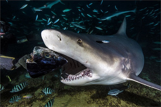 Species 'killer' short nose, specializing in gaping prey on the prey images 4