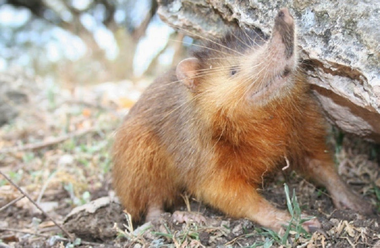 Picture 3 of Species 'living fossils' existed since the time of the dinosaurs