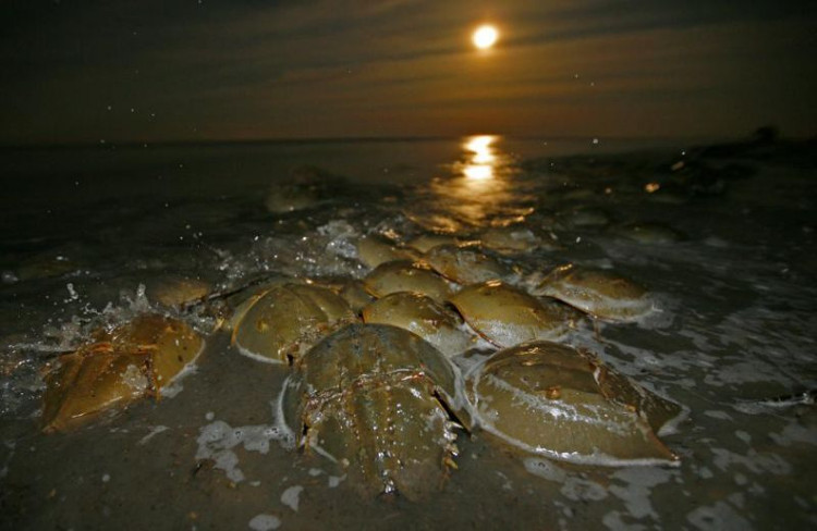 Picture 4 of Species 'living fossils' existed since the time of the dinosaurs