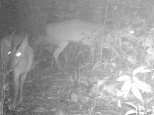 Picture 1 of Species of extinct animals suddenly appeared in Thanh Hoa