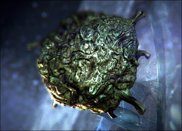 Picture 3 of Species of parasites