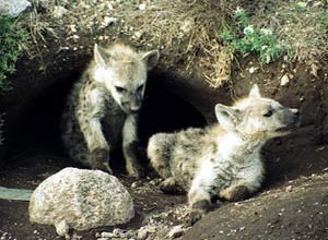 Picture 1 of Species of spotted hyenas inherit aggressiveness from ... mother