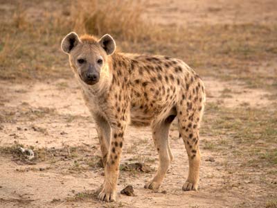 Picture 2 of Species of spotted hyenas inherit aggressiveness from ... mother