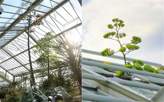 Picture 1 of Species wait 40 years to flower ... and die