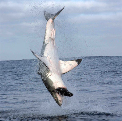 Picture 10 of Spectacular acrobatics of ocean assassins