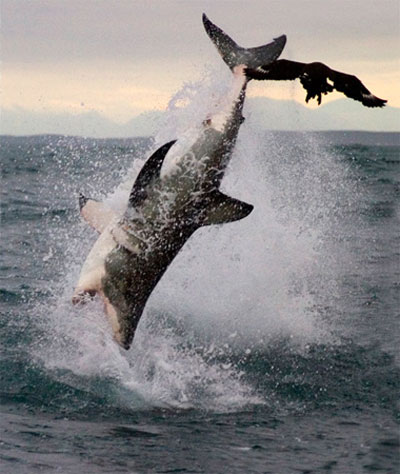 Picture 8 of Spectacular acrobatics of ocean assassins