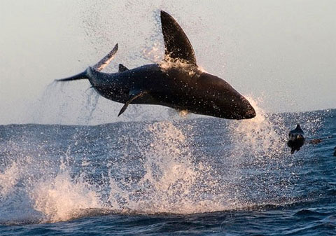 Picture 9 of Spectacular acrobatics of ocean assassins