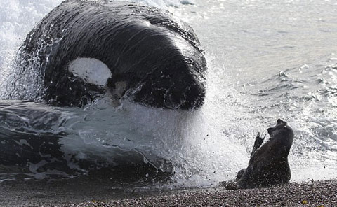 Spectacular Killer Whales Hunting