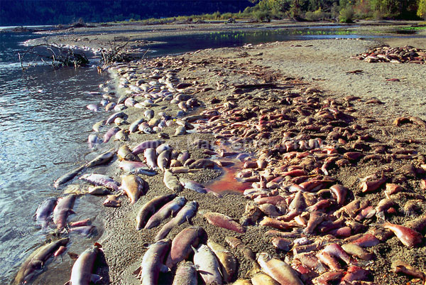 Picture 3 of Spectacular migration of red salmon in Canada