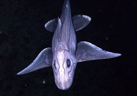 Picture 8 of Spectacular underwater scenery in Indonesia