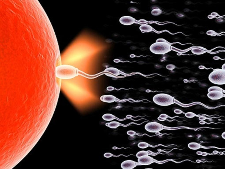 Picture 2 of Sperm are produced like?