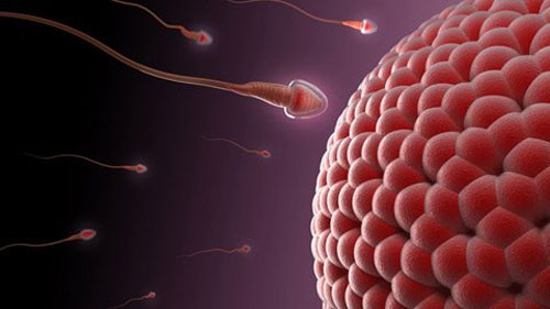 Picture 1 of Sperm bank denies red hair
