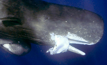 Picture 2 of Sperm fish chew giant squid