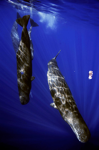 Picture 4 of Sperm fish chew giant squid