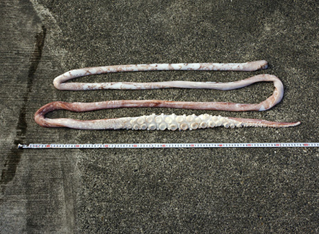 Picture 5 of Sperm fish chew giant squid