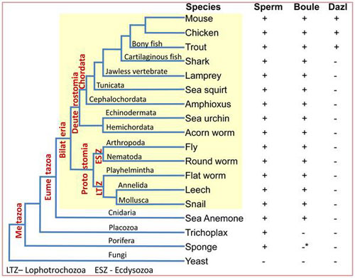 Picture 1 of Sperm is 600 million years old