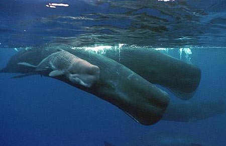 Picture 1 of Sperm whales work together to look after children