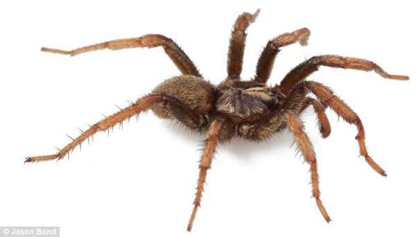 Picture 1 of Spider is named after the US president