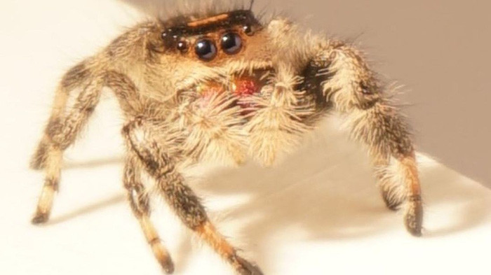 Picture 1 of Spider jumps and secretes