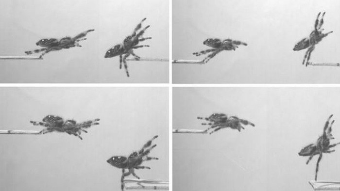 Picture 2 of Spider jumps and secretes