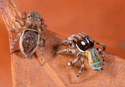Picture 1 of Spider 'peacock'