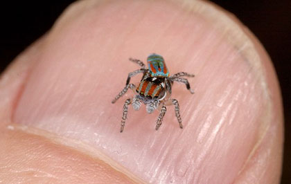 Picture 2 of Spider 'peacock'