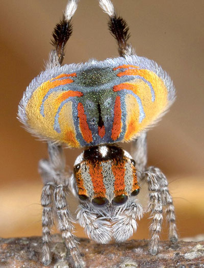 Picture 3 of Spider 'peacock'