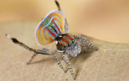 Picture 4 of Spider 'peacock'
