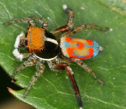 Picture 5 of Spider 'peacock'