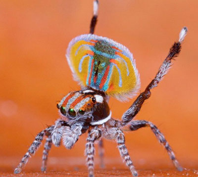 Picture 6 of Spider 'peacock'
