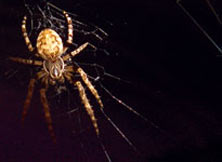 Picture 2 of Spider textile ... information technology