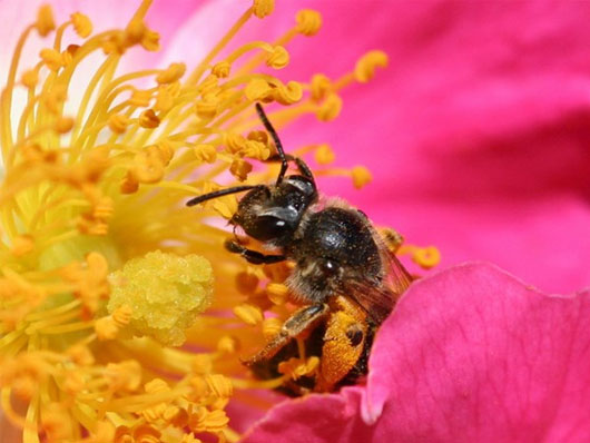 Picture 1 of Spider venom can become the savior of bees