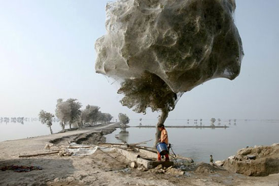 Picture 2 of 'Spider web' in Pakistan