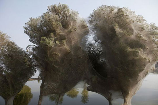 Picture 3 of 'Spider web' in Pakistan